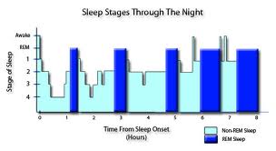 Sleep Stages Through Night