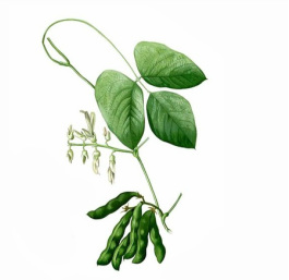 Mucuna pruriens